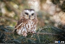 Tags: cute, funny, majestic, owls, photo (Pict. in Cute, Funny and Majestic Owls)
