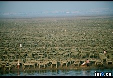 Tags: farm, oyster (Pict. in National Geographic Photo Of The Day 2001-2009)