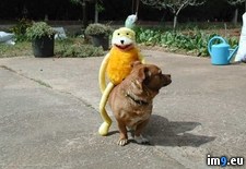 Tags: p3260155 (Pict. in Misparidas)