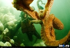 Tags: octopus, pacific (Pict. in National Geographic Photo Of The Day 2001-2009)