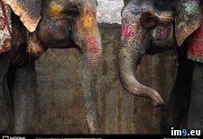 Tags: elephants, painted (Pict. in National Geographic Photo Of The Day 2001-2009)