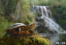 Tags: forest, minnesota, national, painted, superior, turtle (Pict. in Beautiful photos and wallpapers)