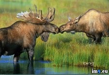 Tags: alaska, denali, images, lake, moose, national, pair, park, stock (Pict. in Best photos of March 2013)