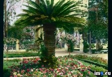 Tags: flowerbed, giulia, palermo, villa (Pict. in Branson DeCou Stock Images)