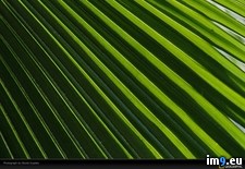 Tags: frond, palm, pattern (Pict. in National Geographic Photo Of The Day 2001-2009)