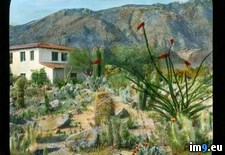Tags: barrel, cactus, california, etc, garden, ocatillo, palm, pear, prickly, springs (Pict. in Branson DeCou Stock Images)