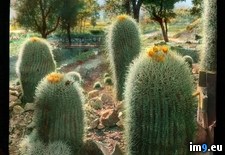 Tags: barrel, cactus, california, cylindraceus, ferocactus, flowering, garden, landscape, palm, springs (Pict. in Branson DeCou Stock Images)