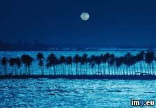 Tags: moonlight, palm, puerto, rico, trees (Pict. in Beautiful photos and wallpapers)