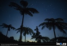 Tags: palm, stars, trees (Pict. in National Geographic Photo Of The Day 2001-2009)