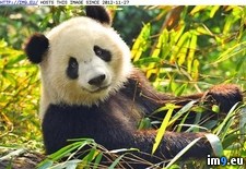 Tags: panda (Pict. in Rehost)