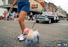 Tags: patriotic, poodle (Pict. in National Geographic Photo Of The Day 2001-2009)