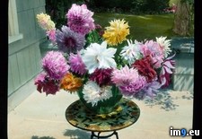 Tags: beach, bouquet, california, dahlias, flint, gardens, patio, pebble, vase (Pict. in Branson DeCou Stock Images)