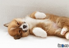 Tags: corgi, pembroke, puppy, welsh (Pict. in Beautiful photos and wallpapers)