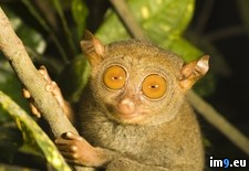 Tags: philippine, tarsier (Pict. in Beautiful photos and wallpapers)