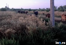 Photo-0047 ( #Photo) - 125 KB Tags: photo (Pict. in Lifemaza)