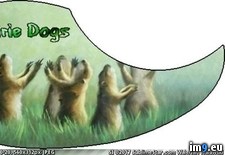 Tags: dogs, pickguard, prairie (Pict. in Custom Pickguard Art)