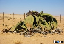 Tags: plant, species, strangest, world (Pict. in My r/PICS favs)