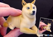 Tags: doge, printed, real (Pict. in My r/PICS favs)