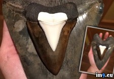 Tags: day, fossil, great, inch, megalodon, modern, tooth, white (Pict. in My r/PICS favs)