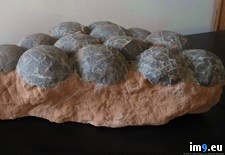 Tags: eggs, million, nest, old, therizinosaurus, year (Pict. in My r/PICS favs)