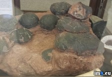 Tags: nest, old, raptor, year (Pict. in My r/PICS favs)