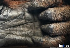 Tags: hand, old, orangutan, year (Pict. in My r/PICS favs)