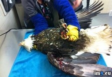 Tags: animal, bald, eagle, hospital (Pict. in My r/PICS favs)