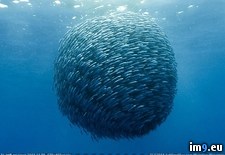 Tags: ball, mackerel (Pict. in My r/PICS favs)