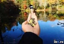 Tags: bird, hand (Pict. in My r/PICS favs)