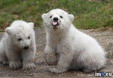 Tags: bear, bit, cubs, display, germany, polar, revealed, sass, twin, was, week, world (Pict. in My r/PICS favs)