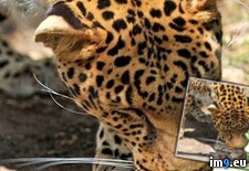 Tags: brave, casey, curiosity, enclosure, fed, gutteridge, leopard, mouse, photo, snapped (Pict. in My r/PICS favs)