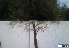 Tags: artist, brilliant, friend, gave, tree, wall (Pict. in My r/PICS favs)