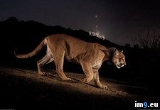 Tags: cougar, hollywood (Pict. in My r/PICS favs)