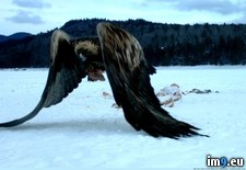 Tags: bald, eagle, golden, how, majestic, showing (Pict. in My r/PICS favs)