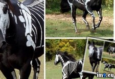 Tags: costume, halloween, horses (Pict. in My r/PICS favs)