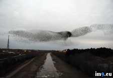 Tags: england, flock, form, hawk, huge, shape, starlings, taunton (Pict. in My r/PICS favs)