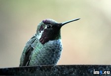 Tags: angle, changed, head, hood, hummingbird, iridescent, morning, off, showing, was (Pict. in My r/PICS favs)