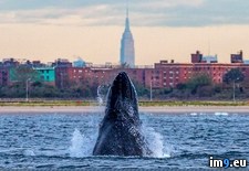 Tags: humpback, nyc, spotted, waters, whale (Pict. in My r/PICS favs)