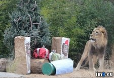Tags: christmas, cincinnati, delivered, enclosure, find, lion, presents, woke, zoo (Pict. in My r/PICS favs)
