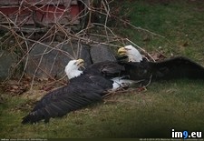 Tags: attacking, backyard, eagles, facebook, feed, local, one, photographer, posted, two (Pict. in My r/PICS favs)