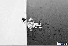 Tags: art, black, feeding, man, photo, river, snow, swan, swans, wallpaper, white (Pict. in My r/PICS favs)