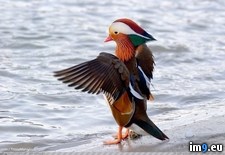 Tags: duck, mandarin, spreading, wings (Pict. in My r/PICS favs)