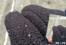 Tags: glove, landed, perfect, snowflake (Pict. in My r/PICS favs)