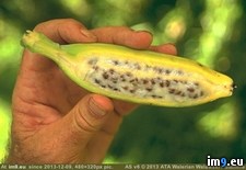 Tags: banana, cultivated, non, seeds (Pict. in My r/PICS favs)
