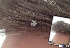 Tags: fell, friends, hair, perfect, snowflake (Pict. in My r/PICS favs)
