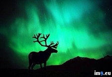 Tags: lights, northern, reindeer (Pict. in My r/PICS favs)