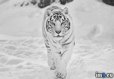 Tags: siberian, snow, tiger (Pict. in My r/PICS favs)
