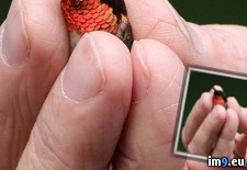 Tags: hummingbird, ruby, throated, tiny (Pict. in My r/PICS favs)