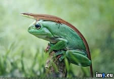 Tags: frog, lizard, tree, wearing (Pict. in My r/PICS favs)