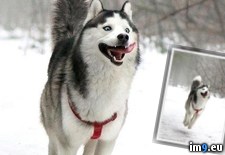 Tags: dog, funny, husky, photoshopbattles, silly, wonderfully (Pict. in My r/PICS favs)
